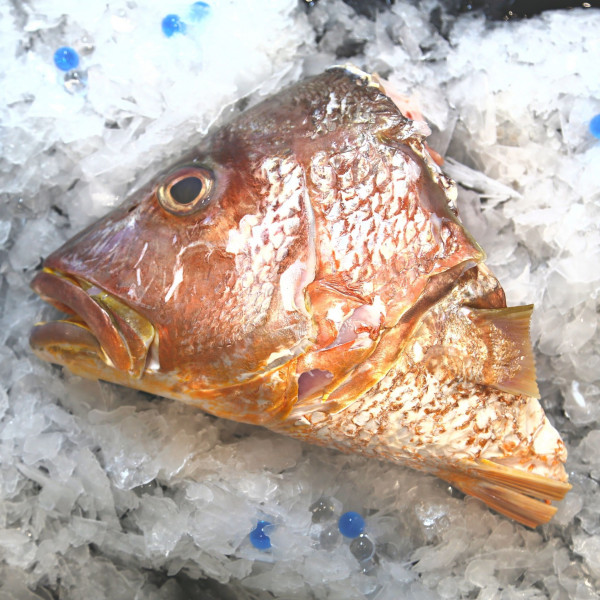 Fresh Red Snapper Head